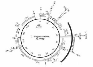 環形的線粒體DNA