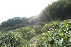 本無塵高山有機茶園