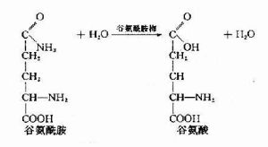 分解成氨作用