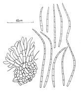 鳳仙花假尾孢