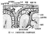 腦屏障