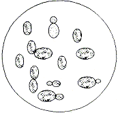 發酵性酵母