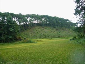 張家自然村[雲南保山騰衝縣固東鎮甸苴村委會張家自然村]