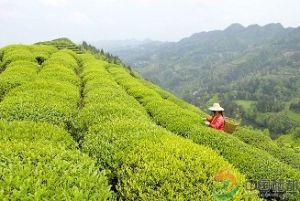 恩施玉露茶