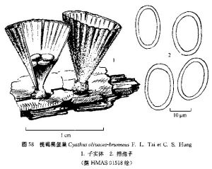 欖褐黑蛋巢