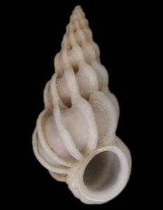帕西法厄海螄螺