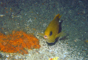黃光鰓魚