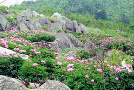 丫山花海石