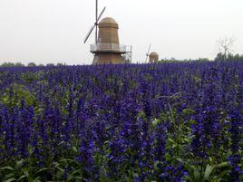 北京國際鮮花港