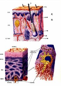 （圖）皮膚結構