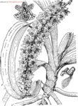 鑽喙蘭