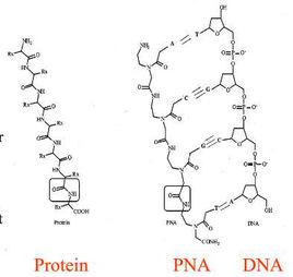 PNA[肽核酸的簡稱]