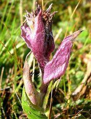 華山風毛菊