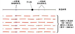 （圖）人類基因組圖譜