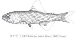 呂氏眶燈魚