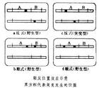 順反效應示意圖