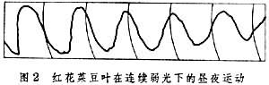 生物鐘（植物）