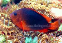 Saddle Anemonefish