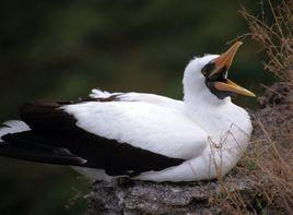 藍臉鰹鳥塔斯曼海亞種