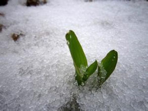 雪子[氣象學中的“霰”]