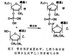 核酸的人工合成