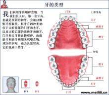 牙齒相關內容