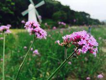 廣州市二龍山國際生態園