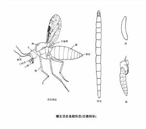 醯雞