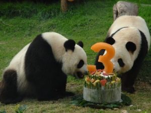 大熊貓“心心”3周歲生日