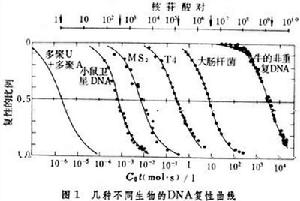 脫氧核糖核酸重複順序