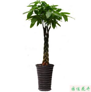 大型盆栽植物—發財樹