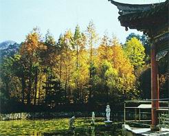 麥積山植物園