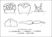 棒足叉毛蚊