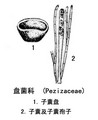 甘蔗日規殼