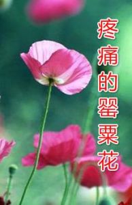 《疼痛的罌粟花》