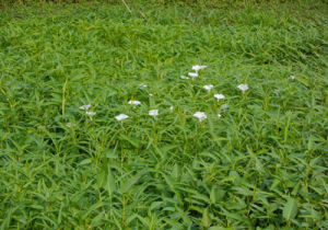 Ipomoea aquatica