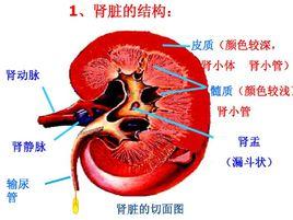 T-H糖蛋白