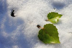 雪葉