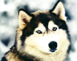 Siberian Husky