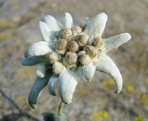 雪絨花