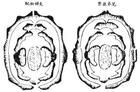 聯柄小皮傘