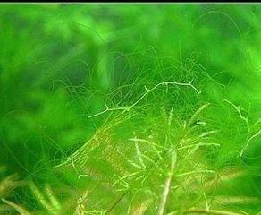 綠色黃絲藻