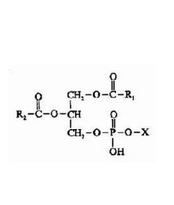 甘油磷脂