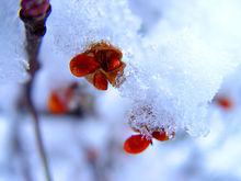 冰雪