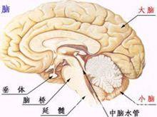 大腦神經部位