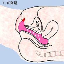 女性性反應周期