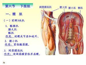 髖肌1