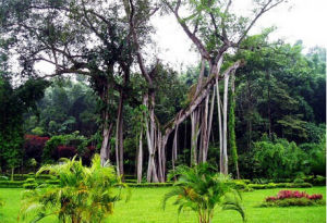 南亞熱帶植物園