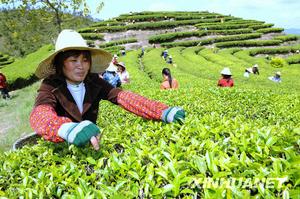 （圖）茶農在福州閩侯縣文武雪峰農場茶園採摘春茶