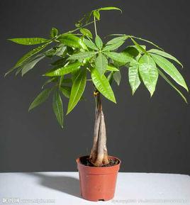 植物風水學